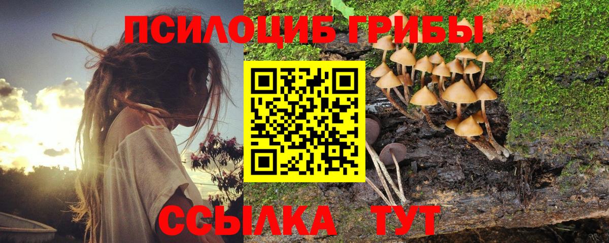 Псилоцибиновые грибы Cubensis  купить   Кунгур  Галлюциногенные грибы Cubensis  Вход с VPN 